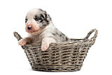 21 day old crossbreed puppy in a basket