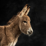 Close up of a provence donkey foal against black background