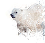 Polar Bear Watercolor