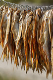 dried fish on a rope
