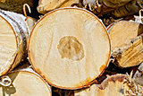 End of round birch logs