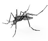 Black isolated mosquito