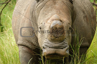 Front view of white rhino without horn in Uganda