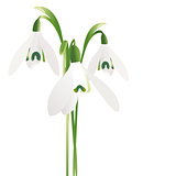 Three snowdrop flowers isolated on white background
