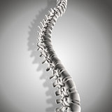 3D spinal column