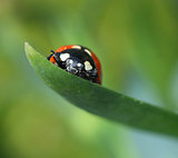 Ladybug climbing on green leaf macro