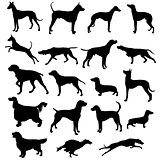 Set of silhouettes of hunting dogs in point and motion