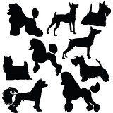 Set of silhouettes of standing decorative dogs