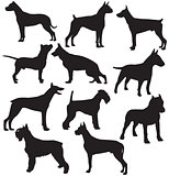 Set of sillhouttes of standing working dogs