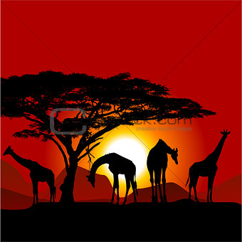 Silhouettes of giraffes on African sunset - savanna