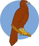 Australian Wedge-tailed Eagle Perch Drawing