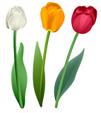 White, red and yellow tulip flower