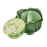 Cabbage on white background