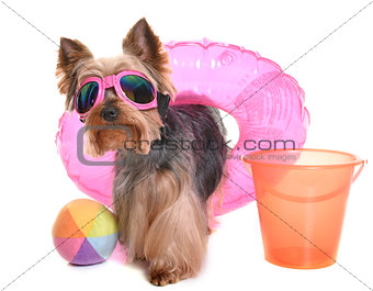 yorkshire terrier in holidays