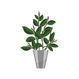 Bonsai. House plant realistic icon for interior decoration . Coniferous plant in flowerpot. vector illustration