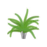 Fern.House plant realistic icon for interior decoration . Coniferous plant in flowerpot. vector illustration