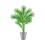 Palm tree.House plant realistic icon for interior decoration . Coniferous plant in flowerpot. vector illustration