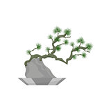 Bonsai. House plant realistic icon for interior decoration . Coniferous plant in flowerpot. vector illustration