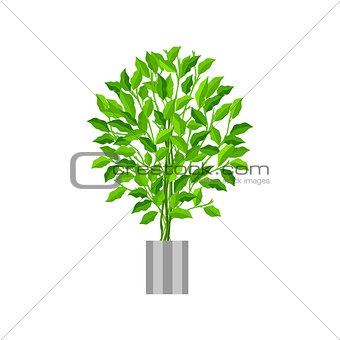Benjamin ficus. Deciduous plant in flowerpot. House plant realistic icon for interior decoration . Coniferous plant in flowerpot. vector illustration