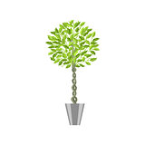 Benjamin ficus. Deciduous plant in flowerpot. House plant realistic icon for interior decoration . Coniferous plant in flowerpot. vector illustration
