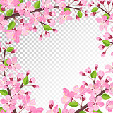 cherry blossom background