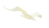 Sea gull of origami