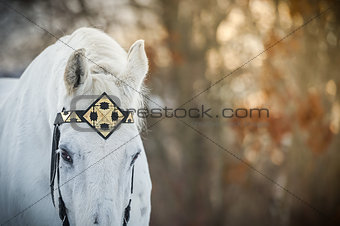 white trotter horse in medieval front bridle-strap outdoor horizontal close up portrait in winter in sunset