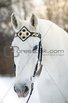white trotter horse in medieval front bridle-strap outdoor horizontal portrait in winter in sunset
