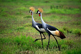 Two Grey Crowned Crane in Amboseli national park