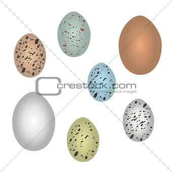 Set of bird eggs