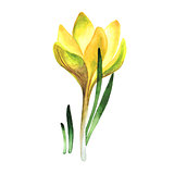 Wildflower crocuses flower in a watercolor style isolated.