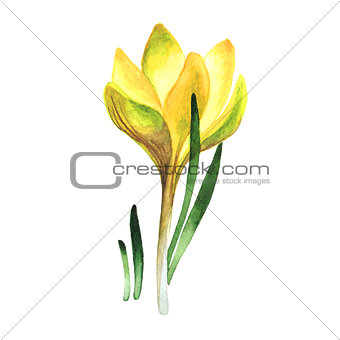 Wildflower crocuses flower in a watercolor style isolated.