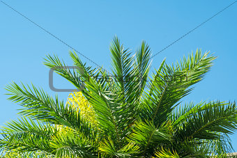 Palmtree leaves