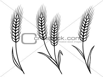 isolated wheat ears