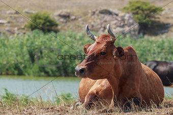 cow lying in a pasture