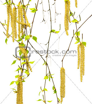 Spring twigs of birch with young leaves and catkins