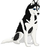 Dog Husky black white wool good loyal