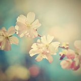 Save Download Preview Beautiful blossom tree. Nature scene with sun in Sunny day. Spring flowers. Abstract blurred background in Springtime.