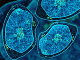 Three amoebas on abstract dark blue background