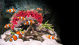 Sea corals and clown fish