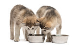 Alaskan Malamute puppies drinking isolated on white