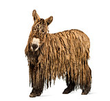 Poitou donkey with a rasta coat isolated on white
