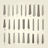 Wheat and rye spikelet collection in different style