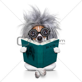 intelligent smart  dog reading a book