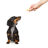 hungry dachshund with treat