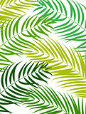 Beautifil Palm Tree Leaf  Silhouette Background Vector Illustrat