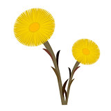 Coltsfoot clip art double