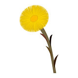 Coltsfoot clip art isolated