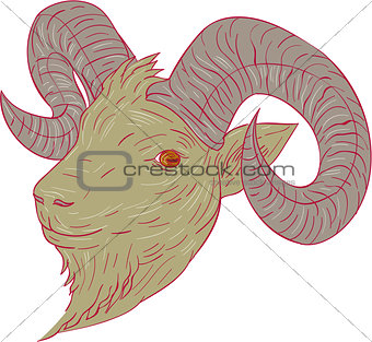 Mountain Goat Ram Head Drawing