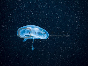 Fairytale cosmos jellyfish in blue light
